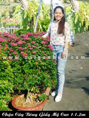 Chậu Cây Bông Giấy Mỹ Cao 1-1.2m