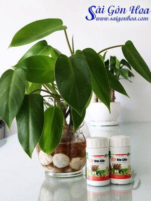 Dung Dịch Trồng Thủy Canh Thủy Sinh