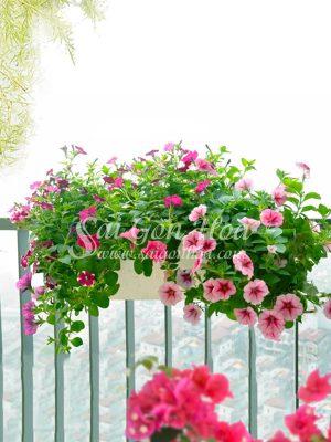 Hoa Dã Yến Thảo Ban Công