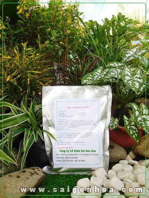 Men Vi Sinh Xử Lý Mùi