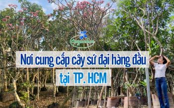 Noi Cung Cap Cay Su Sai Gon