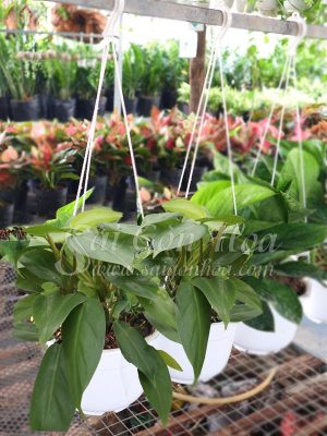 Cây Trầu Bà Tỷ Phú Chậu Treo