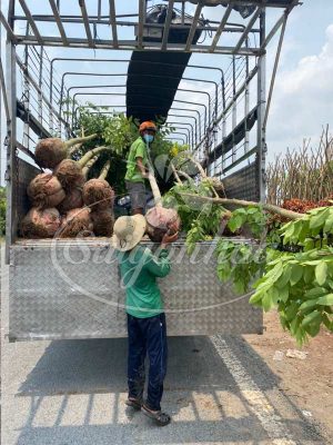 BIG SALE CÂY BÓNG MÁT CÔNG TRÌNH TẠI SÀI GÒN HOA