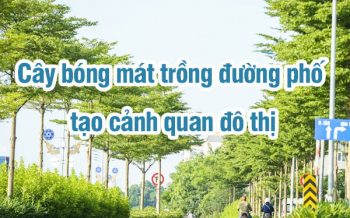 Cay Bong Mat Trong Duong Pho Do Thi