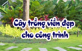Cay Trong Vien Dep Cho Cong Trinh