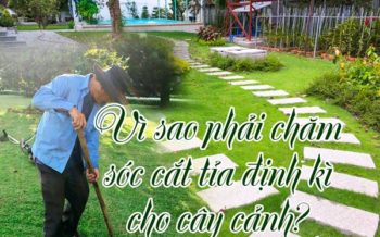Cham Soc Dinh Ki Cay Co