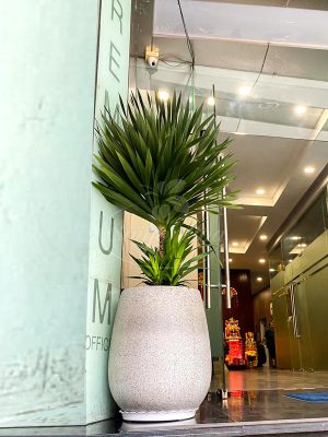 Chậu Cây Phát Tài Núi Đặt Văn Phòng