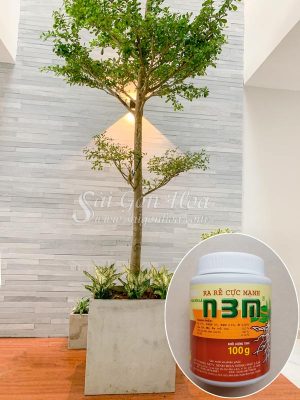 Combo Chậu Bàng Đài Loan Và Thuốc Kích Thích Ra Rễ