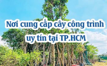 Noi Cung Cap Cay Cong Trinh Tai Hcm