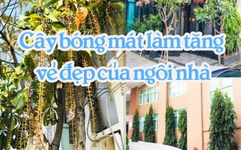 Cay Bong Mat Lam Tang Ve Dep Ngoi Nha
