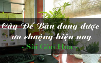 Cay De Ban Dang Duoc Ua Chuong Hien Nay
