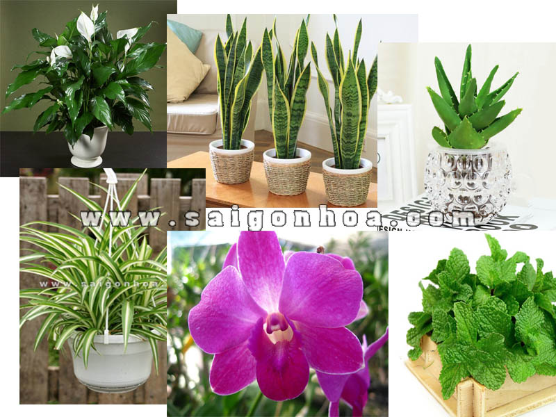 Top 6 cây trồng nhà vệ sinh giúp thanh lọc không khí • Sài Gòn Hoa ...