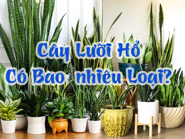 Những loài cây lưỡi hổ thông dụng và cách nhận biết