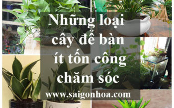 Nhung Loai Cay De Ban It Ton Cong Cham Soc