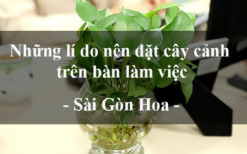 Nhưng Li Do Nen Dat Cay Canh Tren Ban Lam Viec