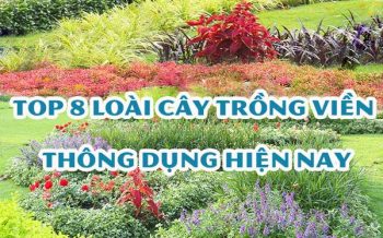 Top 8 Loai Cay Trong Vien Thong Dung Nhat