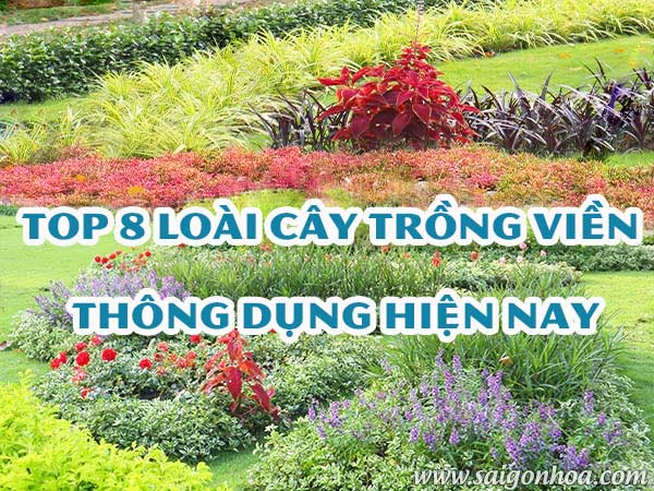 Top 8 Loai Cay Trong Vien Thong Dung Nhat