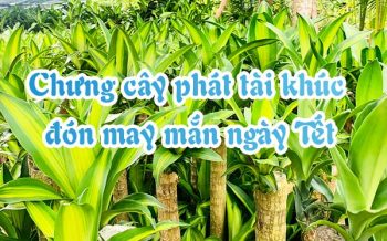 Chung Cay Phat Tai Khuc