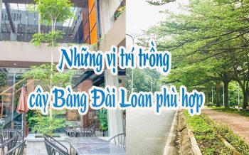 Nhung Vi Tri Trong Cay Bang Dai Loan