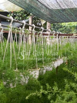 Vườn Cây Xanh Hoa Kiểng Sài Gòn Hoa