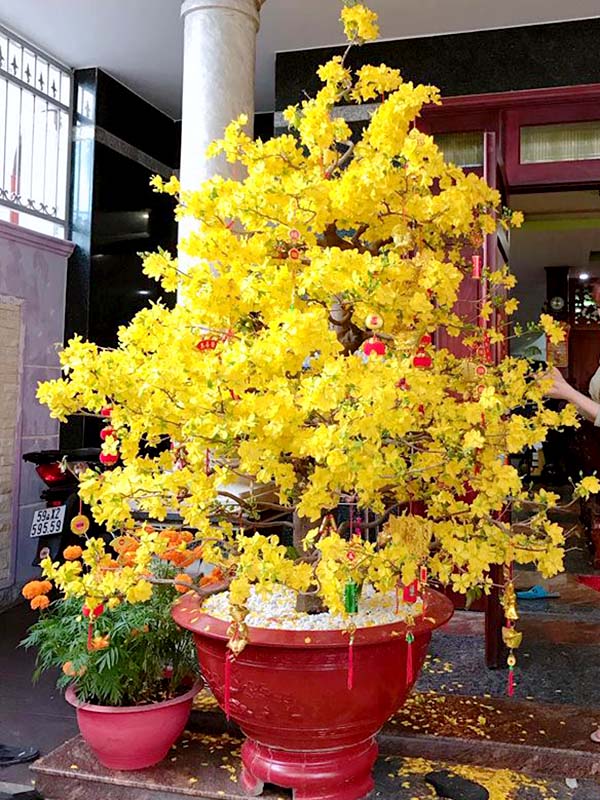Hoa mai vàng - loài hoa đẹp và phổ biến nhất trong năm mới tại Việt Nam. Bạn muốn tìm hiểu thêm về loại hoa này và cách trồng và chăm sóc để nó luôn tươi đẹp? Hãy xem hình ảnh liên quan để khám phá những bí quyết và kinh nghiệm hữu ích nhất nhé!