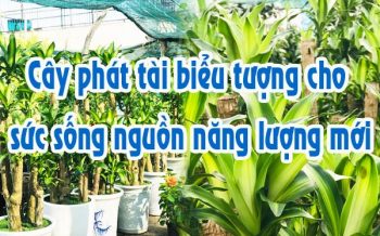 Cay Phat Tai Bieu Tuong Cho Suc Song