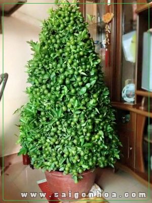 Cây Tắc Dạng Thông Ngày Tết