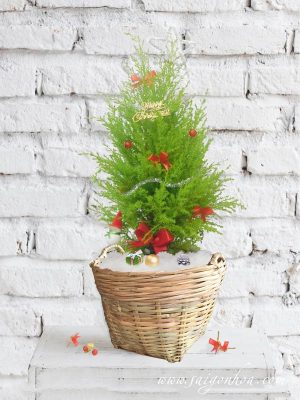 Cây Tùng Thơm Noel Trong Giỏ Mây