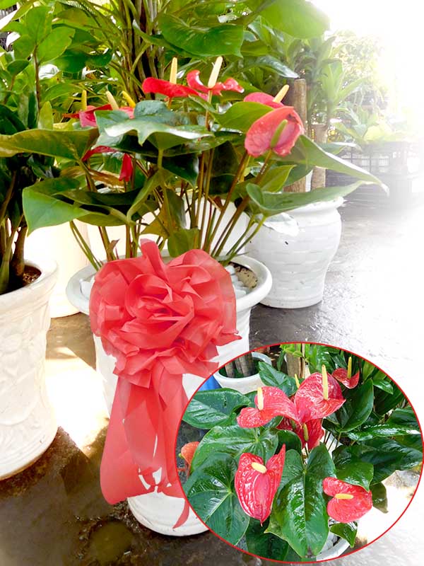 6 loài hoa tặng sự kiện vừa đẹp vừa dễ chăm sóc