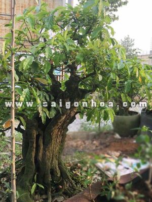 Chậu Cây Lộc Vừng Bonsai Quà Tân Gia