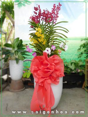 Chậu Lan Mokara Chúc Mừng Khai Trương