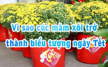 Cuc Mam Xoi Bieu Tuong Ngay Tet 1