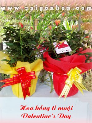 Hoa Hồng Tỉ Muội Quà Tặng Valentine