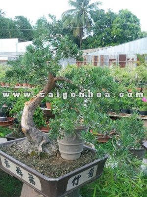 Cây Vạn Niên Tùng Bonsai