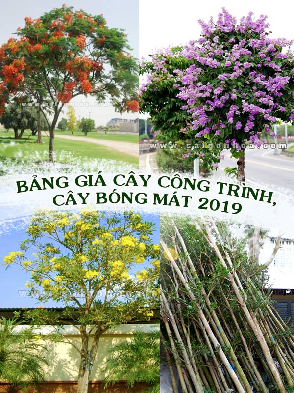 Bảng Giá Cây Công Trình, Cây Bóng Mát Năm 2019 • Sài Gòn Hoa 2023