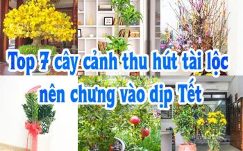 Cay Canh Chung Dip Tet Hut Tai Loc