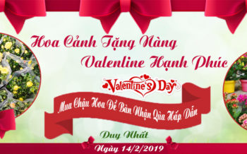 Hoa Canh Tang Nang Valentine Hanh Phuc