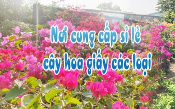 Noi Cung Cap Si Le Cay Hoa Giay Cac Loai