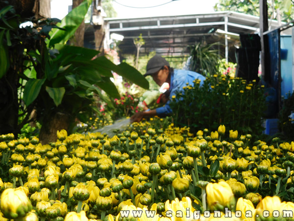 Hoa Cúc Vàng Đài Loan 