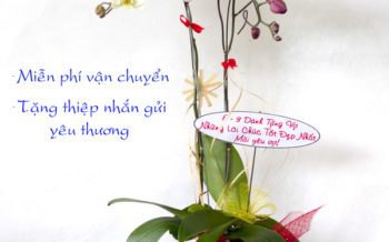 Chau Lan Ho Diep 2 Canh 8 3