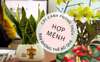 Cay Canh Phong Thuy Hop Menh