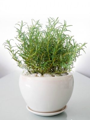 Cây Hương Thảo Để Bàn