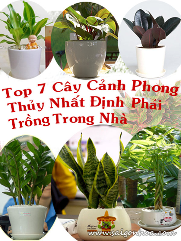 Top 7 cây cảnh phong thủy nhất định phải trồng trong nhà • Sài Gòn Hoa 2023
