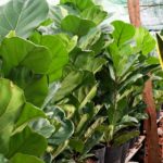 Mua Hàng Liền Tay Rước Ngay Quà Xịn