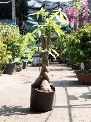 Cây Kim Ngân 3 Thân Lớn