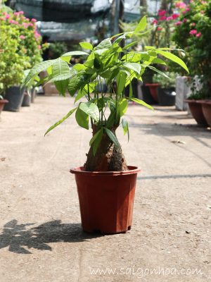 Cây Kim Ngân Củ Lớn