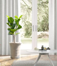 Chậu Cây Kim Ngân Lượng