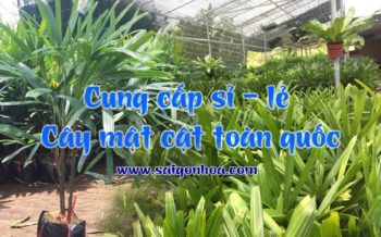 Cung Cap Cay Mat Cat
