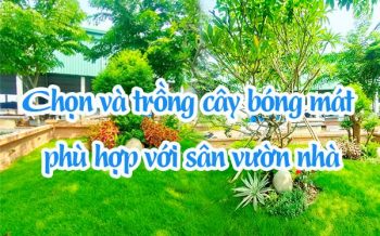 Chon Va Trong Cay Bong Mat Phu Hop Voi San Vuon