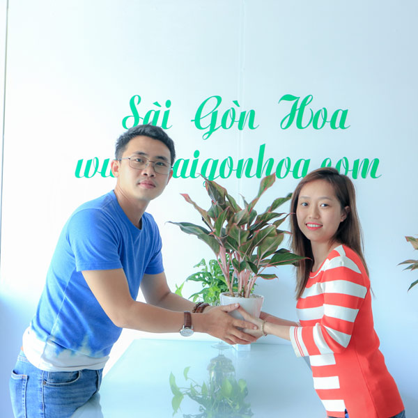 Tang Cay Phu Quy